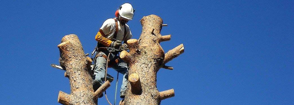 Élagage et abattage d’arbres à Allevard 